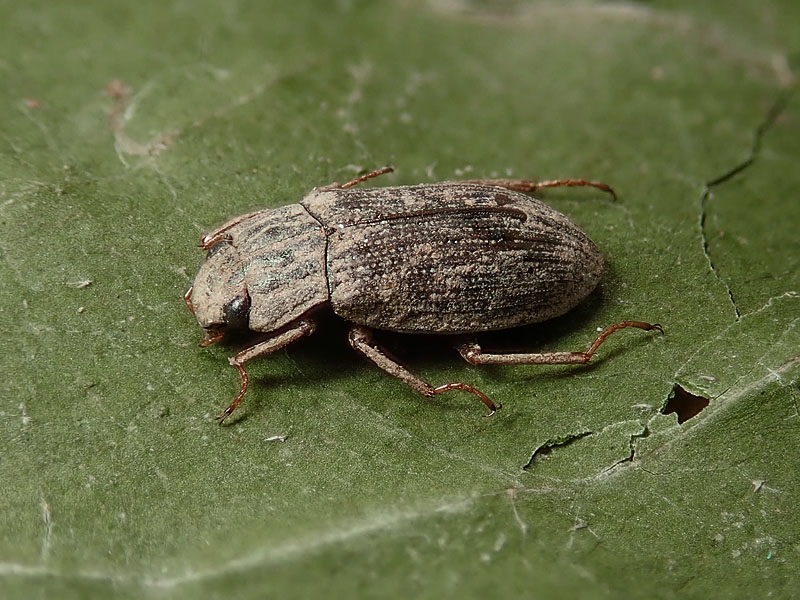 Tenebrionidae Gonocephalum sp.? No, Helophoridae, Helophorus sp.